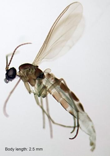 Réf. 307 720 : Corynoptera concinna